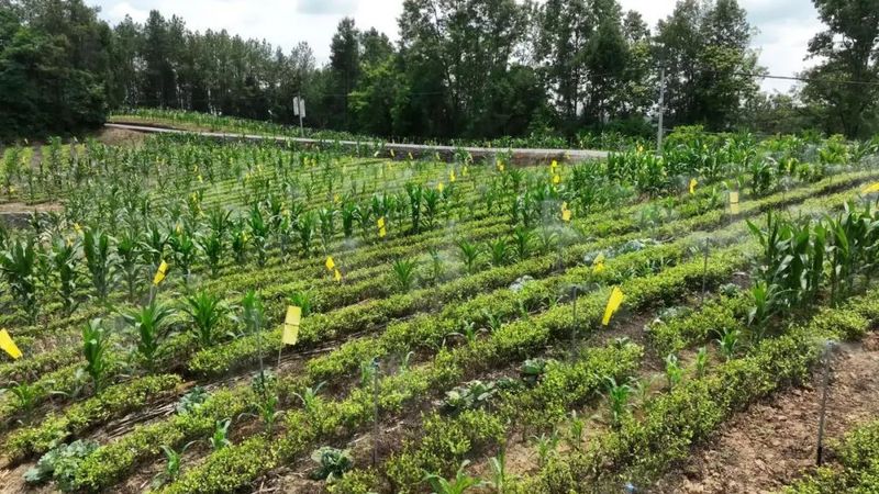 关于旺苍县 以数字化赋能助推茶产业链升级增效的最新消息(2)