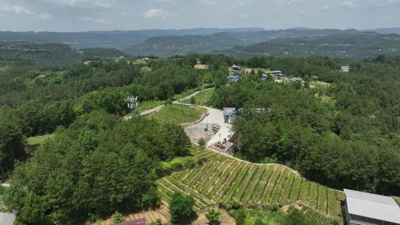 关于旺苍县 以数字化赋能助推茶产业链升级增效的最新消息