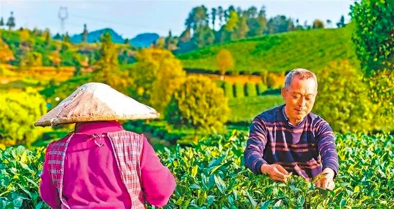 有关于珠遵协作建起新茶饮供应链 助推茶产业“入粤、融湾”的相关信息