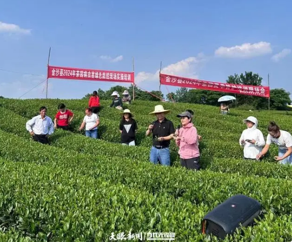 有关于贵州省茶叶专班到金沙县开展茶园夏季管理培训的资讯(1)