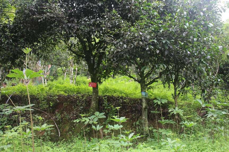 有关于云南农业大学茶学院科技特派员助力南华兔街茶产业转型升级的相关内容