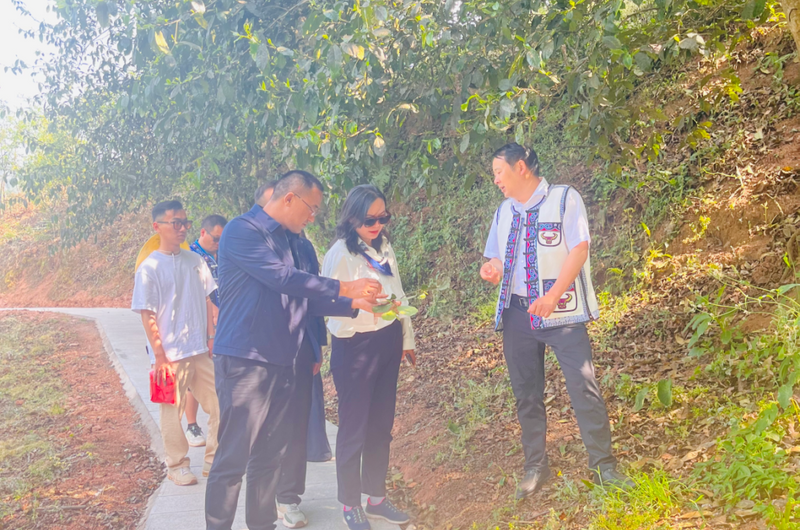 有关于云南农业大学茶学院科技特派员助力南华兔街茶产业转型升级的相关内容(1)