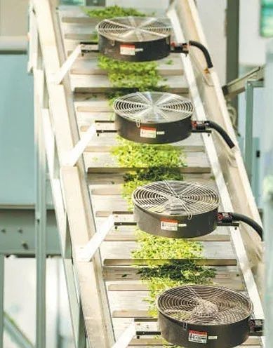 有关于人民日报：我国茶产业实现多元化发展——知茶爱茶 共品茶香（经济新方位）的信息(1)