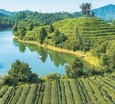 有关于人民日报：我国茶产业实现多元化发展——知茶爱茶 共品茶香（经济新方位）的信息(2)