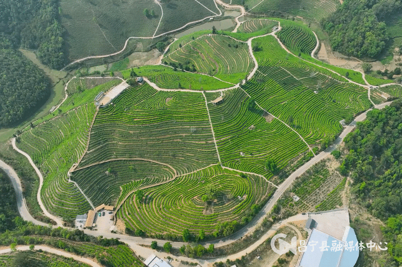 有关于昌宁县着力培育“昌宁红茶”品牌 促茶产业高质量发展的最新消息(4)