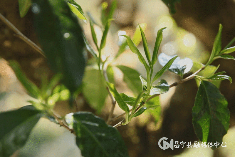 有关于昌宁县着力培育“昌宁红茶”品牌 促茶产业高质量发展的最新消息(3)