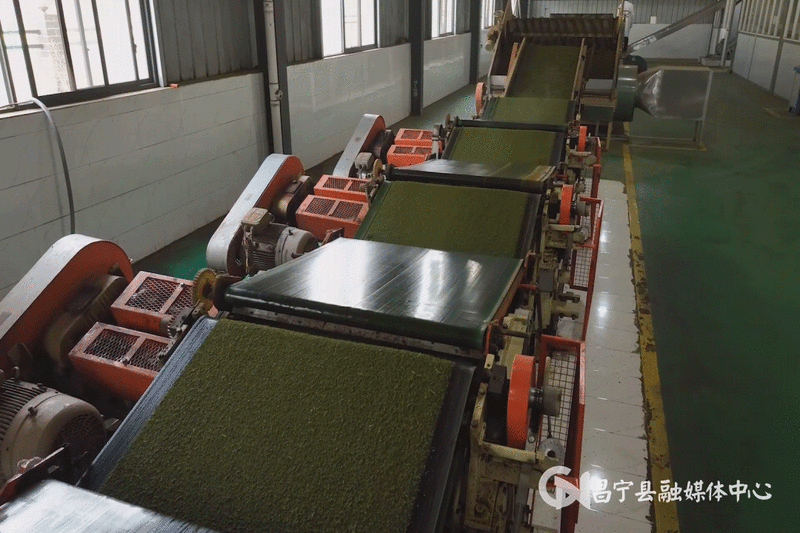 有关于昌宁县着力培育“昌宁红茶”品牌 促茶产业高质量发展的最新消息
