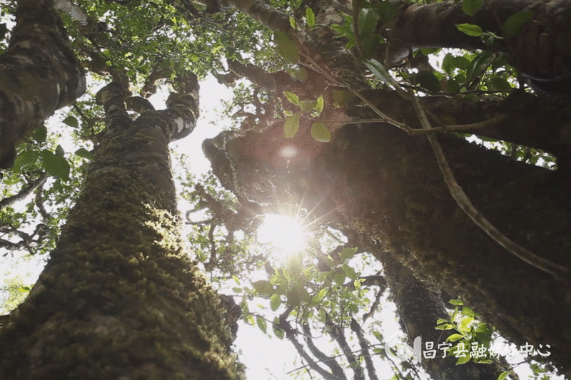 有关于昌宁县着力培育“昌宁红茶”品牌 促茶产业高质量发展的最新消息(2)