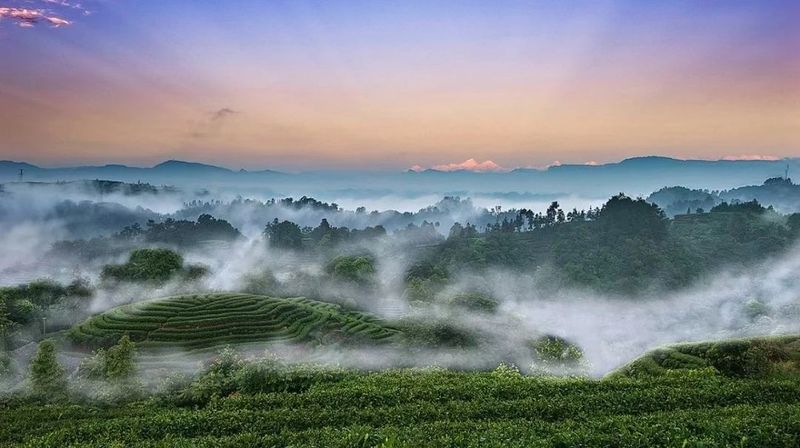 有关于茶韵飘香 传承文化 名山区举行“故宫贡茶回蒙顶山”系列活动之专题讲座的资讯(1)