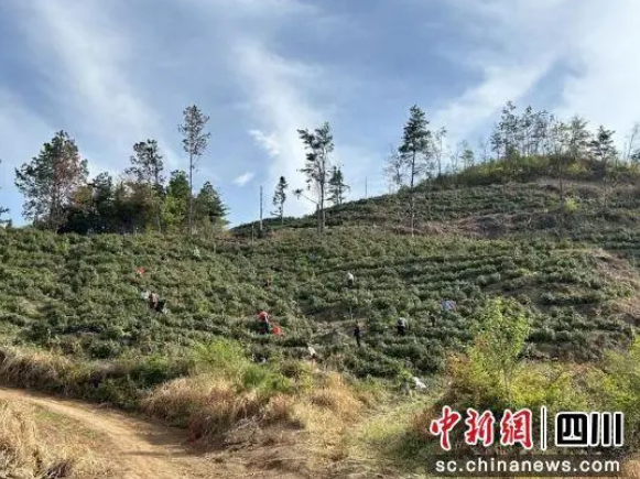 有关于广元朝天激活沉睡资产 荒废茶园变“金山银山”的相关信息