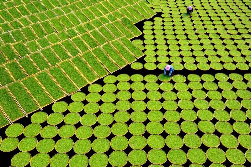 关于启动重磅赛事！“出征”西安！福鼎白茶有这些大动作→的相关信息(13)