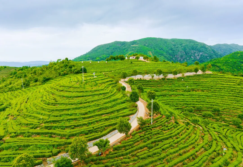 关于启动重磅赛事！“出征”西安！福鼎白茶有这些大动作→的相关信息(15)