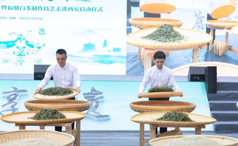 关于启动重磅赛事！“出征”西安！福鼎白茶有这些大动作→的相关信息(4)