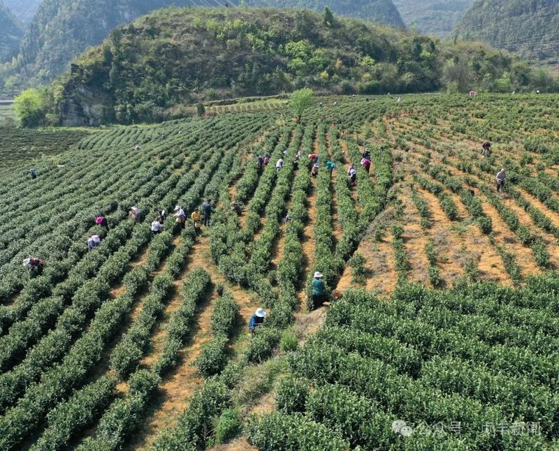 有关于贞丰县：科技特派员“支招” 助力茶产业发展的信息