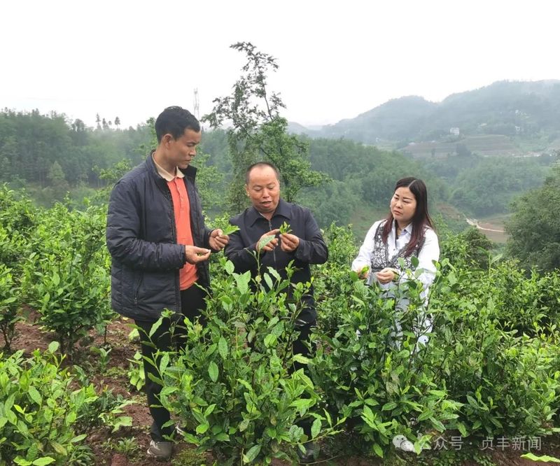 有关于贞丰县：科技特派员“支招” 助力茶产业发展的信息(1)