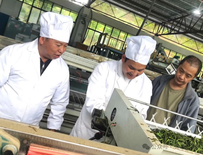 有关于贞丰县：科技特派员“支招” 助力茶产业发展的信息(2)