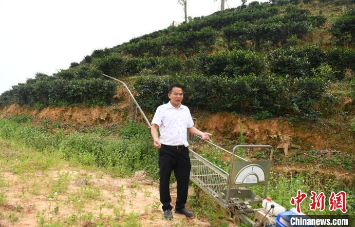 有关于广西提升丘陵山区六堡茶生产机械化水平促产业发展的信息(3)