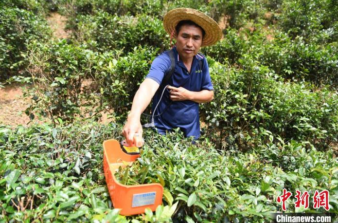 有关于广西提升丘陵山区六堡茶生产机械化水平促产业发展的信息(1)