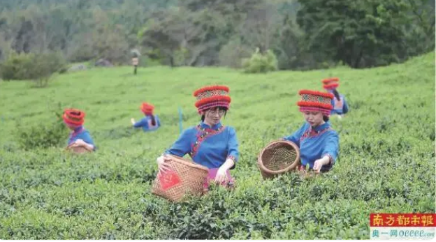 关于“茶叶工匠”助力标准化 罗坑茶香飘国际的消息(1)