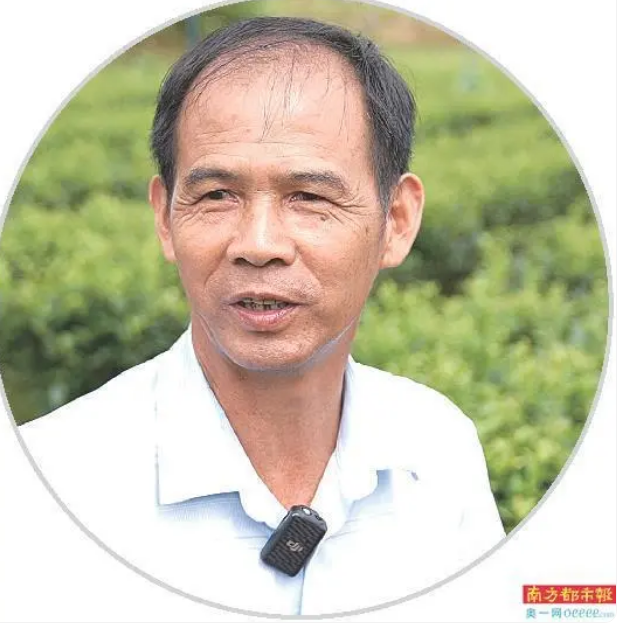 关于“茶叶工匠”助力标准化 罗坑茶香飘国际的消息