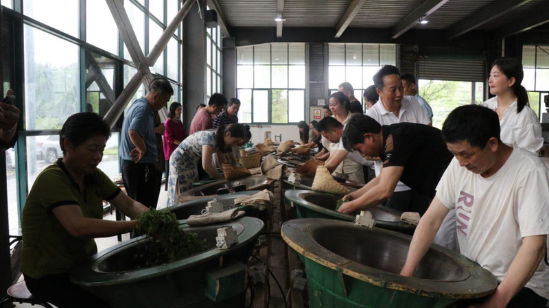 关于浮梁县举办首期制茶师职业技能提升培训班的最新消息(1)