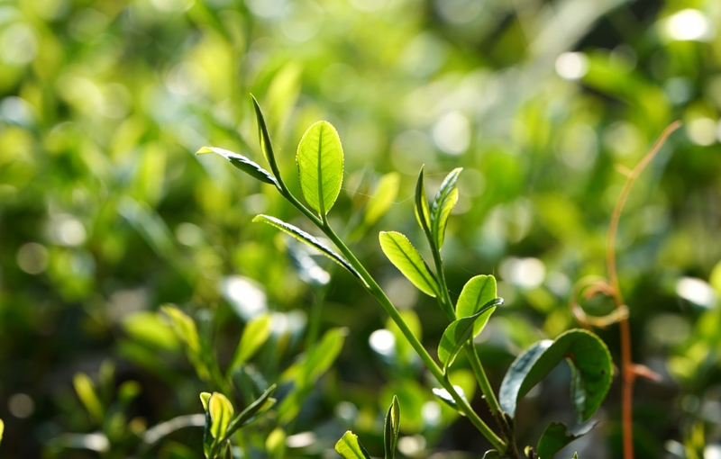 关于弋舟：茶文化可以帮我们找到内心的平衡与和谐的消息(4)