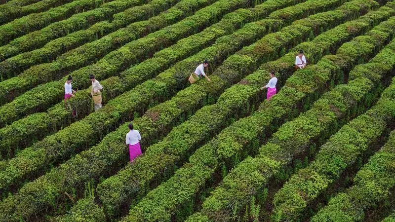 有关于勐海县：构建古茶山一二三产融合发展新模式的最新消息(6)