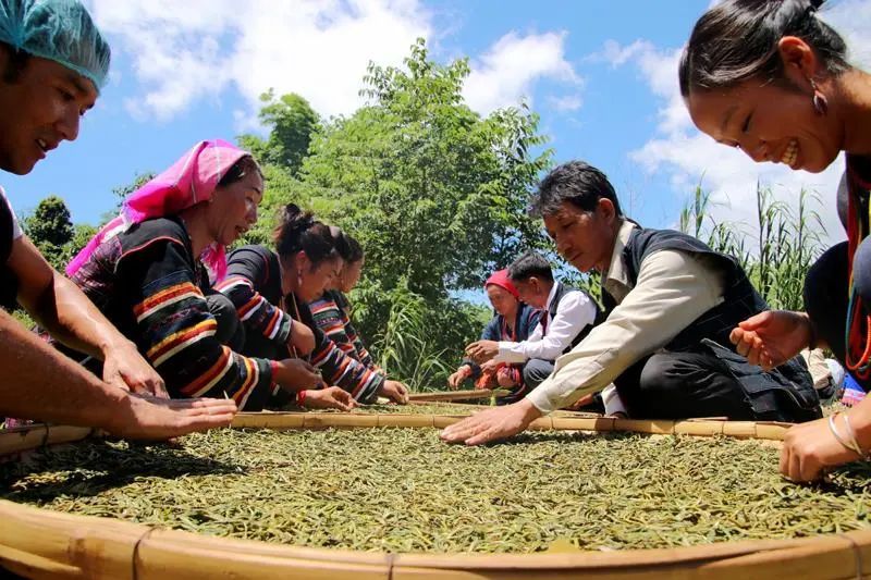 有关于勐海县：构建古茶山一二三产融合发展新模式的最新消息(1)