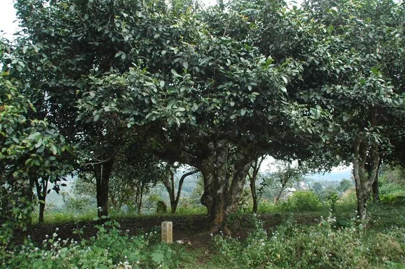 有关于勐海县：构建古茶山一二三产融合发展新模式的最新消息(4)