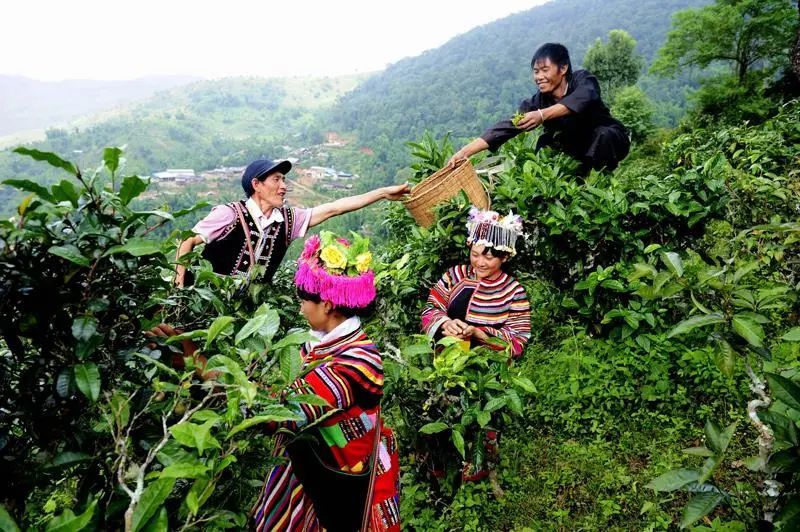 有关于勐海县：构建古茶山一二三产融合发展新模式的最新消息