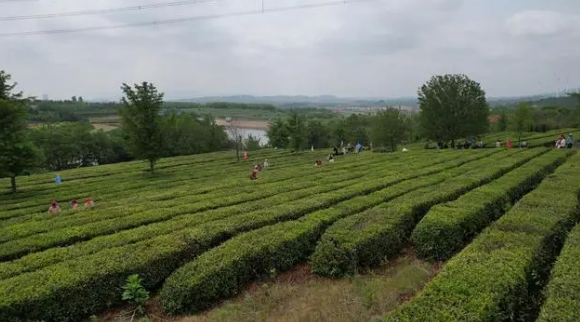关于初夏海滨茶香迷人，荣成绿茶产区茶农采摘忙的内容(5)