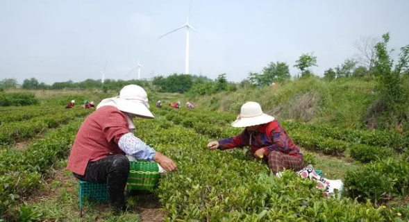 关于初夏海滨茶香迷人，荣成绿茶产区茶农采摘忙的内容