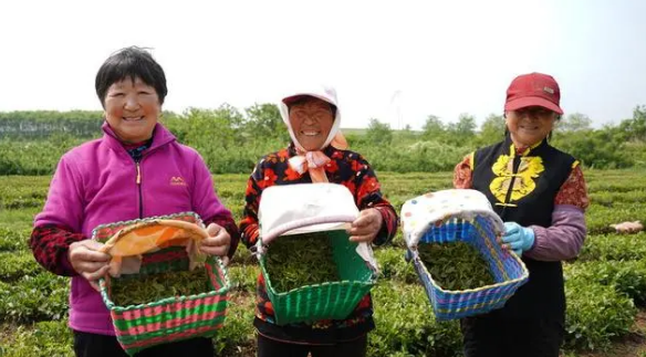 关于初夏海滨茶香迷人，荣成绿茶产区茶农采摘忙的内容(2)