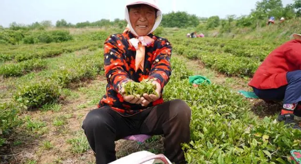 关于初夏海滨茶香迷人，荣成绿茶产区茶农采摘忙的内容(6)