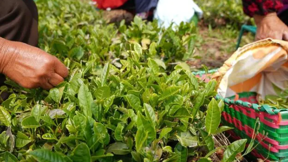 关于初夏海滨茶香迷人，荣成绿茶产区茶农采摘忙的内容(1)