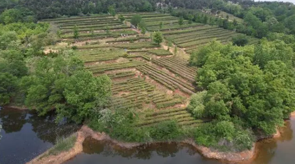 关于初夏海滨茶香迷人，荣成绿茶产区茶农采摘忙的内容(4)
