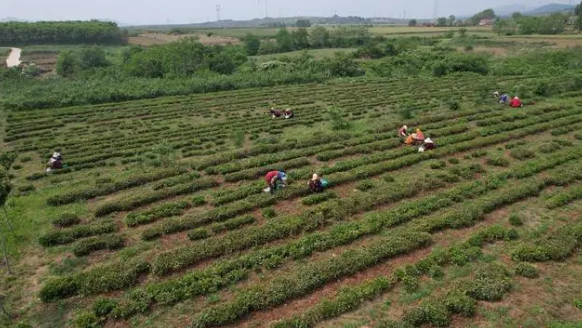 关于初夏海滨茶香迷人，荣成绿茶产区茶农采摘忙的内容(3)