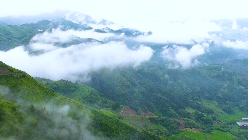 有关于超600份茶样！第十一届宁德市茶王赛即将开启！的信息(1)