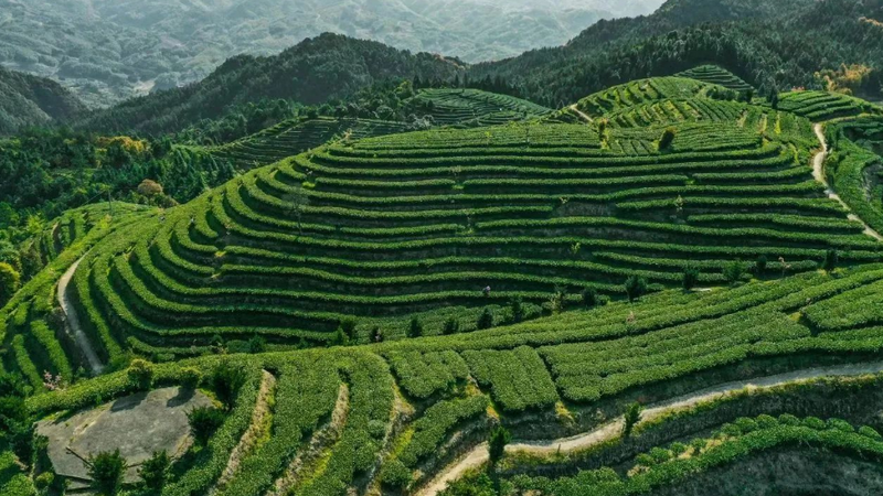 有关于超600份茶样！第十一届宁德市茶王赛即将开启！的信息(3)
