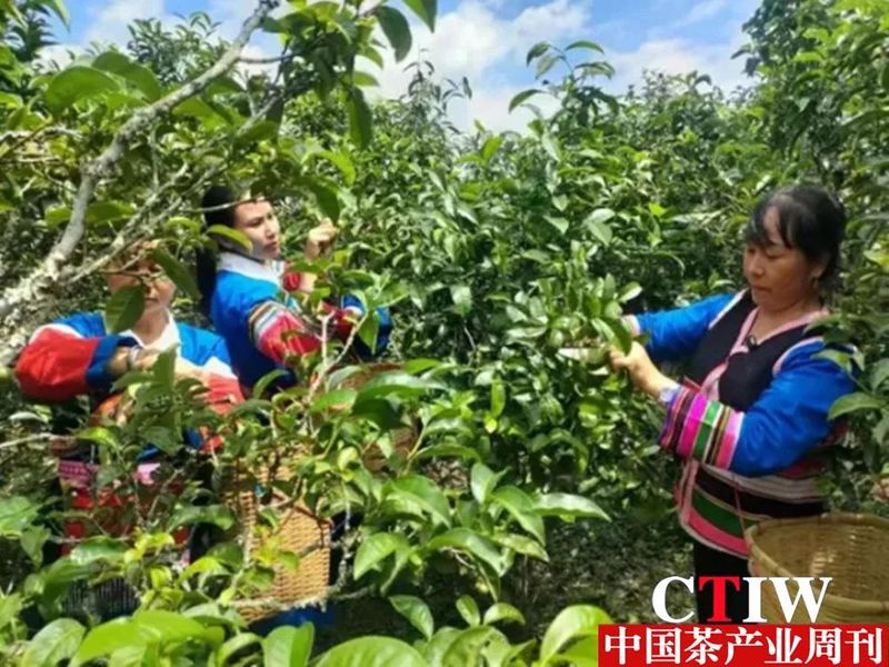 关于勐腊县一片“小茶叶”撬动乡村振兴主产业的相关信息(2)