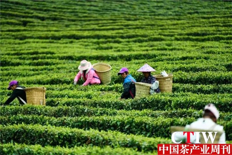 关于勐腊县一片“小茶叶”撬动乡村振兴主产业的相关信息