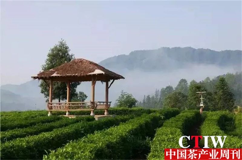 关于勐腊县一片“小茶叶”撬动乡村振兴主产业的相关信息(1)