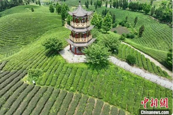 有关于贵州凤冈：茶产业转型升级助农增收致富的相关内容(1)