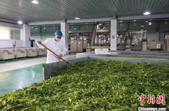 有关于贵州凤冈：茶产业转型升级助农增收致富的相关内容(8)