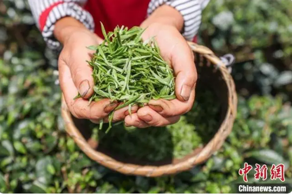 有关于贵州凤冈：茶产业转型升级助农增收致富的相关内容(5)