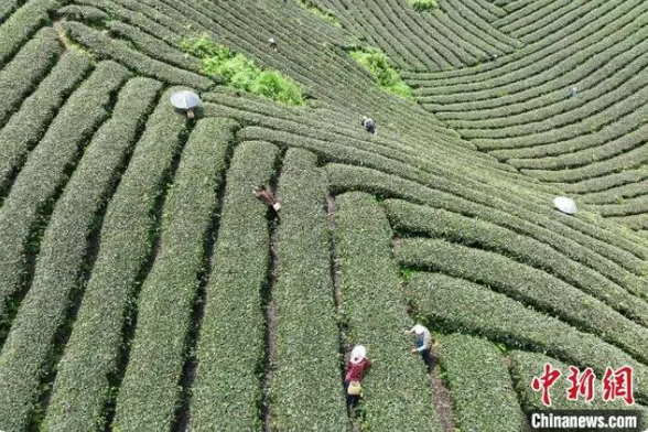 有关于贵州凤冈：茶产业转型升级助农增收致富的相关内容