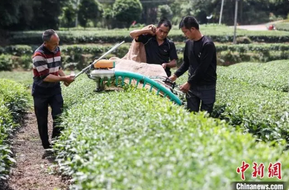 有关于贵州凤冈：茶产业转型升级助农增收致富的相关内容(7)