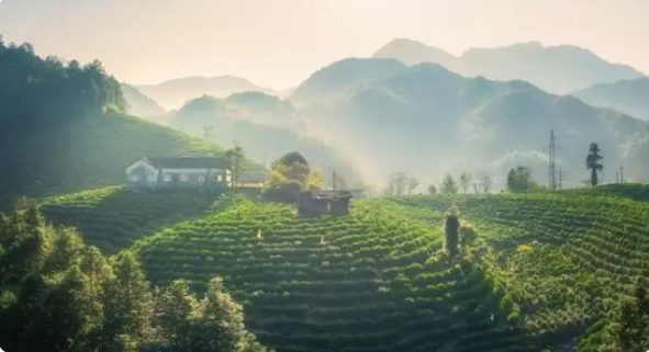 有关于池州市贵池区霄坑村：“一片茶叶”价值超10亿元的信息