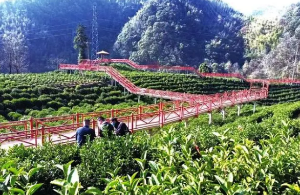 有关于池州市贵池区霄坑村：“一片茶叶”价值超10亿元的信息(1)