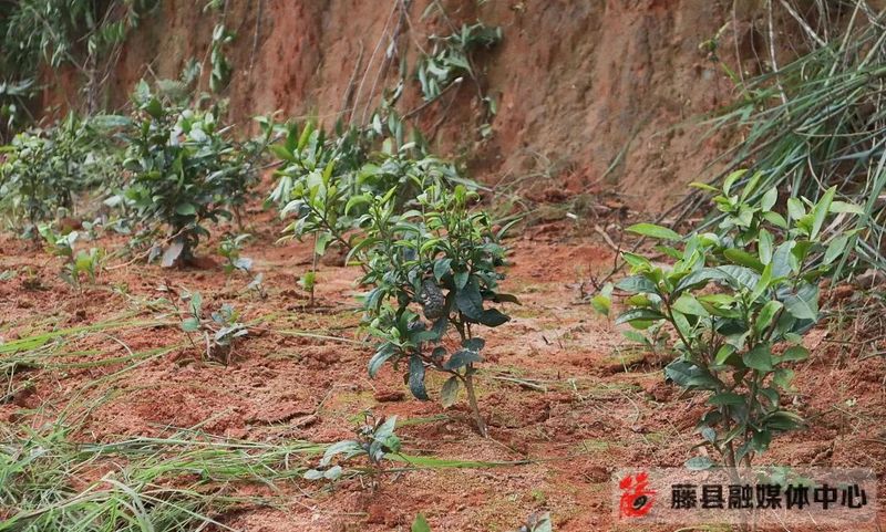 关于藤县积极探索茶产业文旅发展新模式的新闻(1)